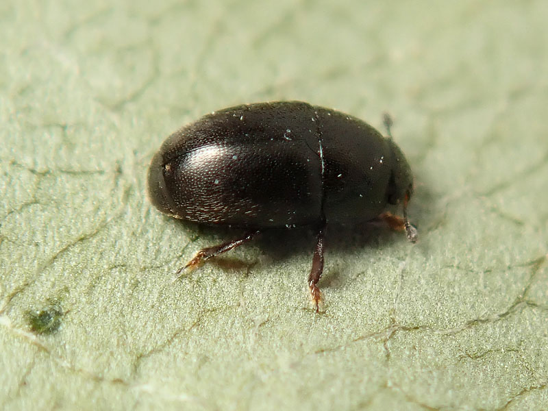 piccolo da id.: Kateretidae ?? No, Nitidulidae. cfr. Meligethes (s.l.) sp.